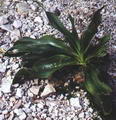 ADASOGANI