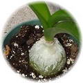 ADASOGANI