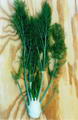 REZENE