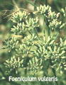 REZENE