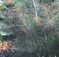 REZENE