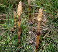 ATKUYRUGU
