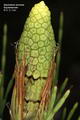 ATKUYRUGU
